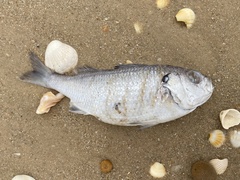 Brachydeuterus auritus