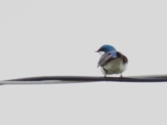 Tachycineta bicolor image