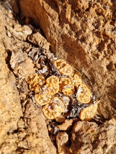 Lithops karasmontana