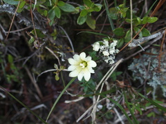 Gentiana scabrida