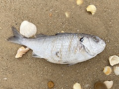 Brachydeuterus auritus