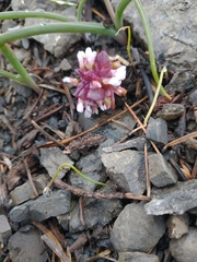 Claytonia saxosa