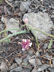Claytonia saxosa