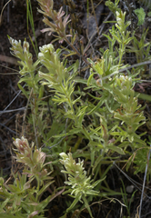 Castilleja xanthotricha