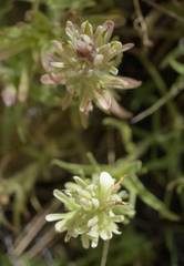 Castilleja xanthotricha