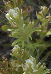 Castilleja xanthotricha