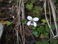 Viola adenothrix
