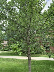 Eucalyptus aggregata