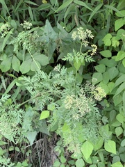 Thaspium pinnatifidum