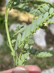 Phyllanthus fraternus