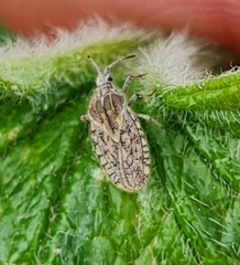 Tingis pilosa