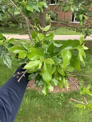 Eucalyptus aggregata