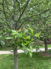 Eucalyptus aggregata