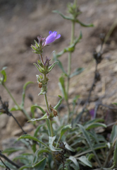 Penstemon eriantherus argillosus