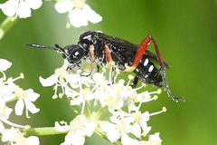 Macrophya diversipes