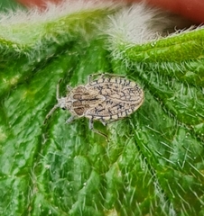 Tingis pilosa