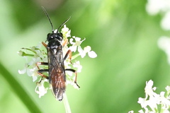 Tenthredo atra