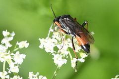 Tenthredo atra