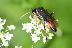 Tenthredo atra