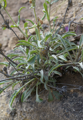 Penstemon eriantherus argillosus