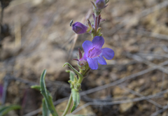 Penstemon eriantherus argillosus