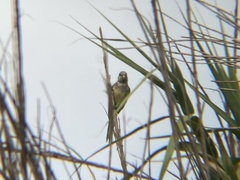 Myiopsitta monachus