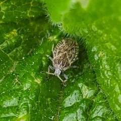 Tingis pilosa