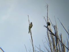 Myiopsitta monachus