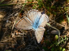 Polyommatus hispana