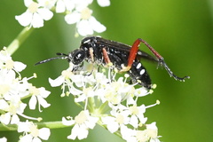 Macrophya diversipes