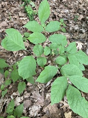 Fraxinus pennsylvanica subintegerrima