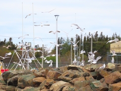 Larus argentatus image