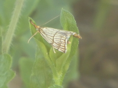 Chrysocrambus linetella