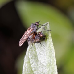 Empis borealis