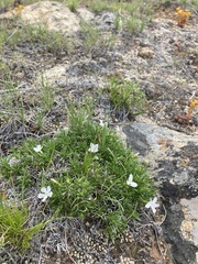 Phlox multiflora