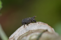 Bolitotherus cornutus