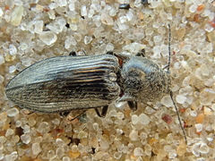 Paraphotistus impressus