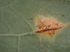 Puccinia symphyti-bromorum