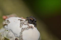 Bolitotherus cornutus