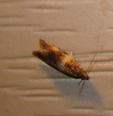 Olethreutes fasciatana