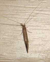 Trichoptera