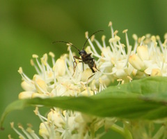 Molorchus bimaculatus