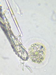 Cochliopodium