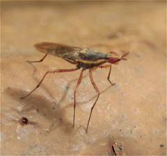 Glyphidops filosus