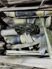 Plesiodipsas perijanensis