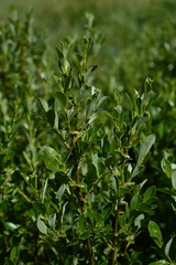 Salix foetida