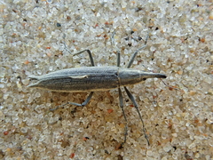 Lixus paraplecticus