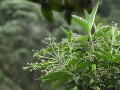 Lippia hirsuta
