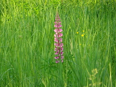 Lupinus polyphyllus
