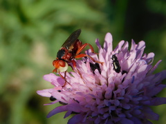 Myopa dorsalis